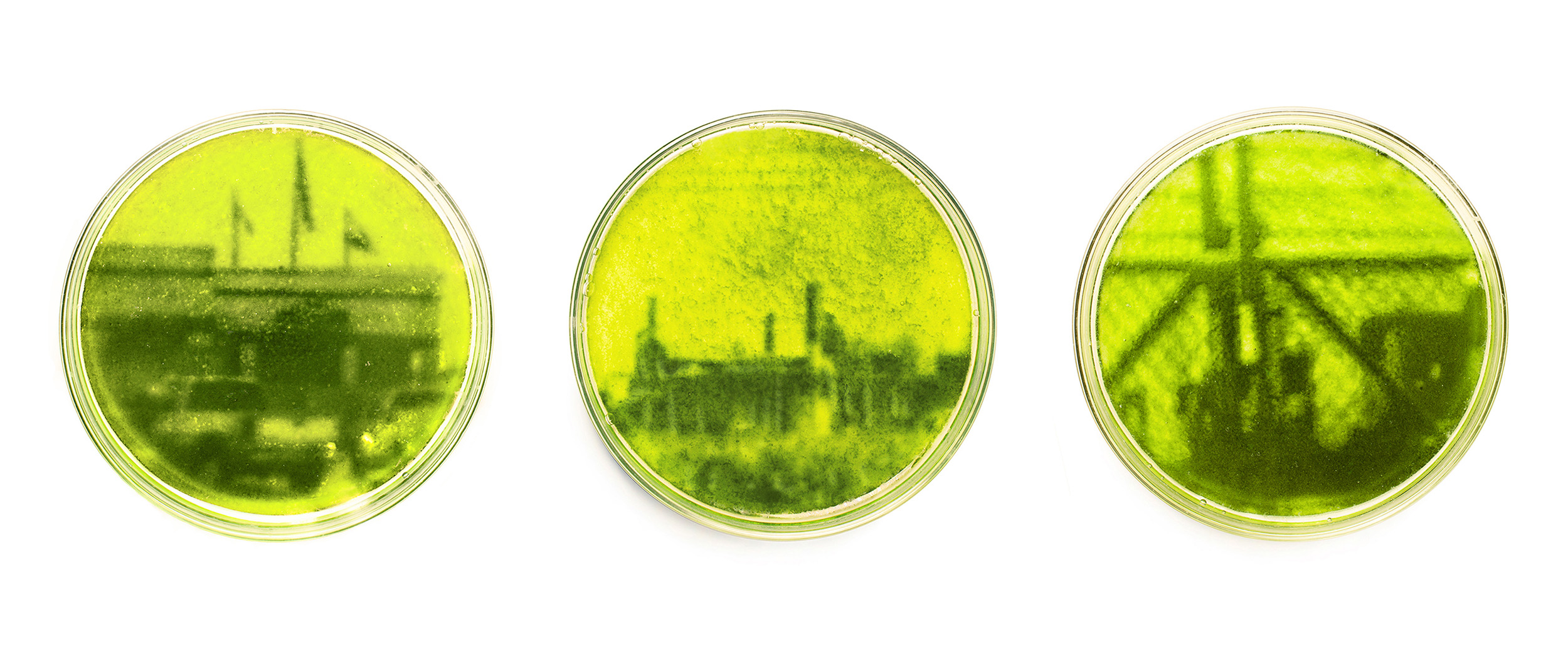 Monett and Sedalia, 2021, Archival pigment prints of images grown in the algae chlorella vulgaris, 18×14″