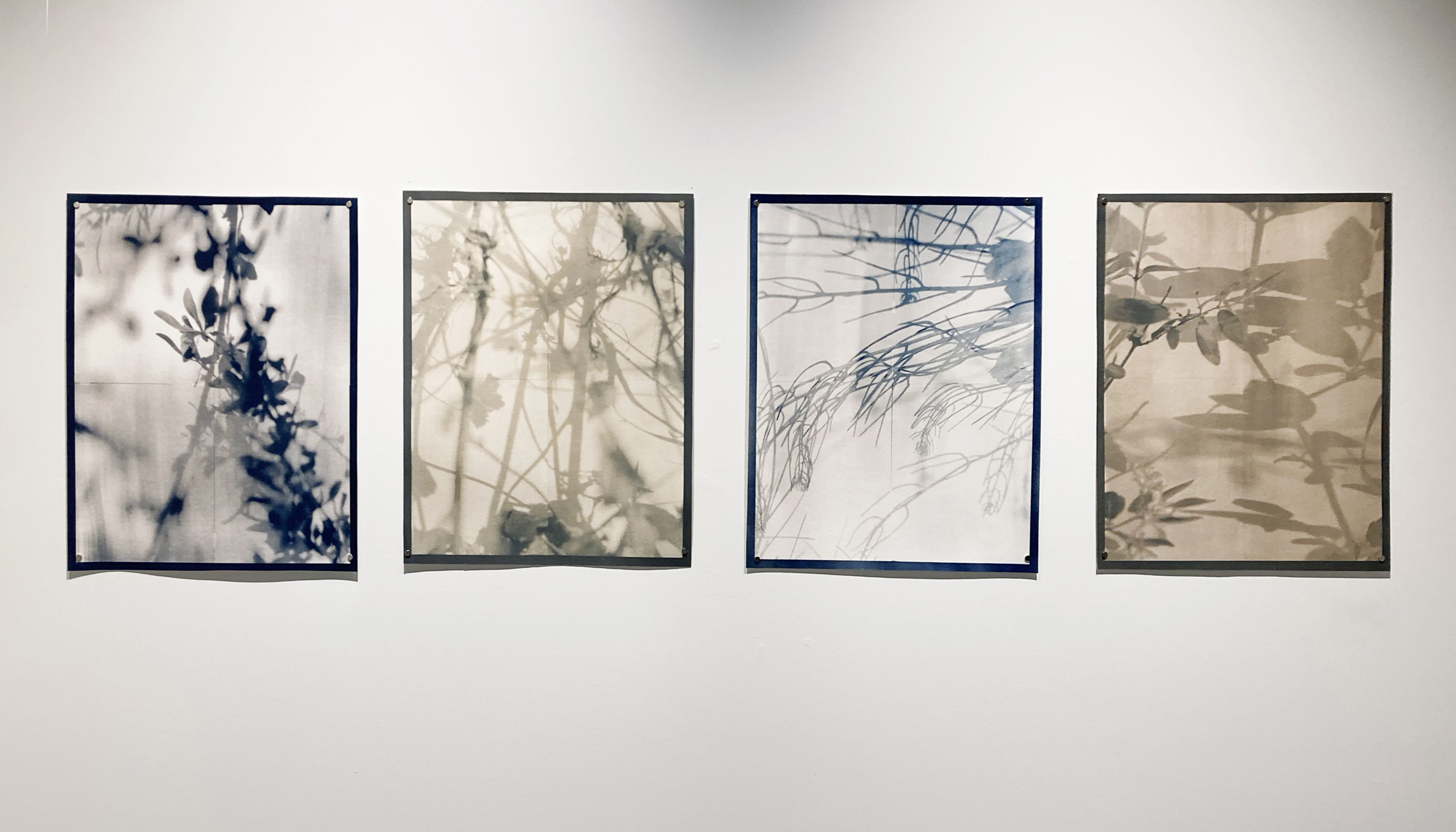 Altered Ecology, 2025, Cyanotypes toned with various invasive species, each 20×16″