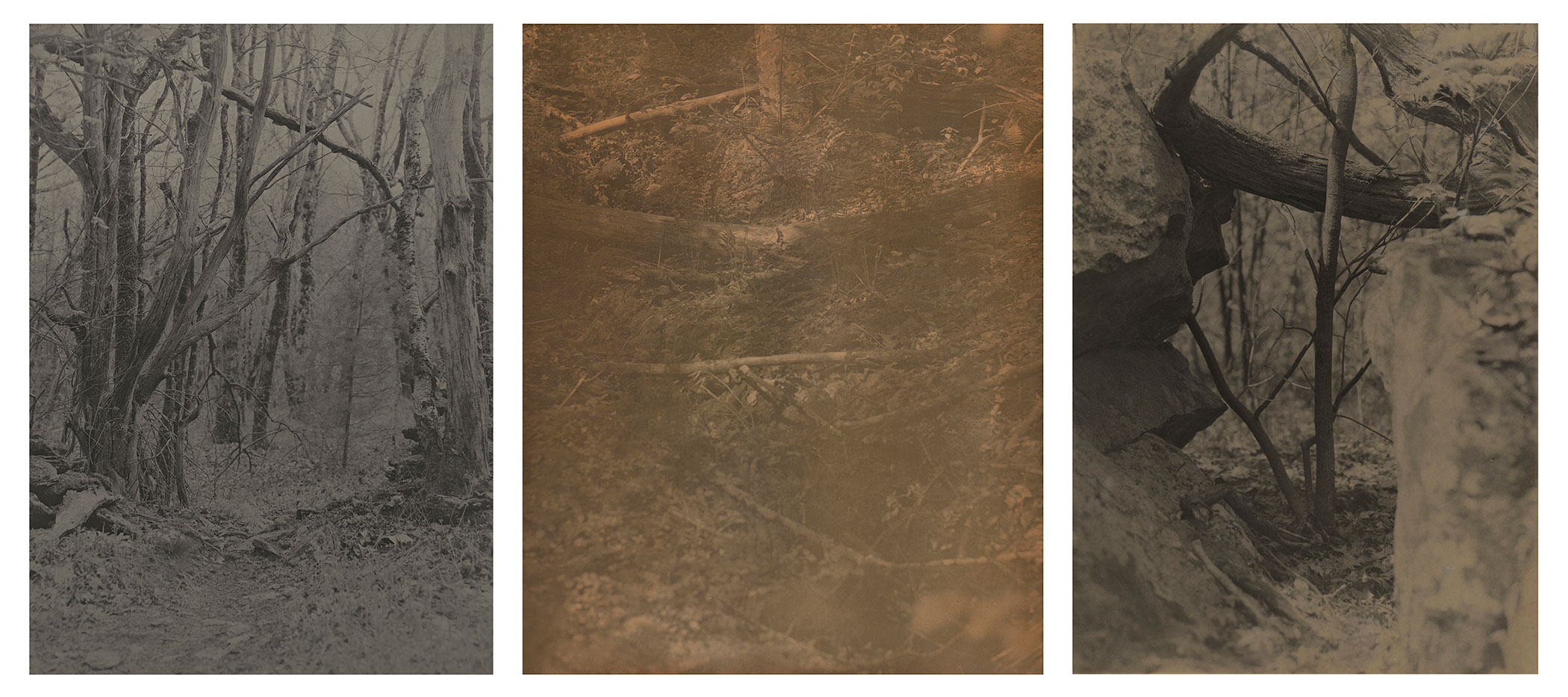 Altered Ecology, 2024, Silver gelatin prints developed in invasive species, each 8×10 inches
