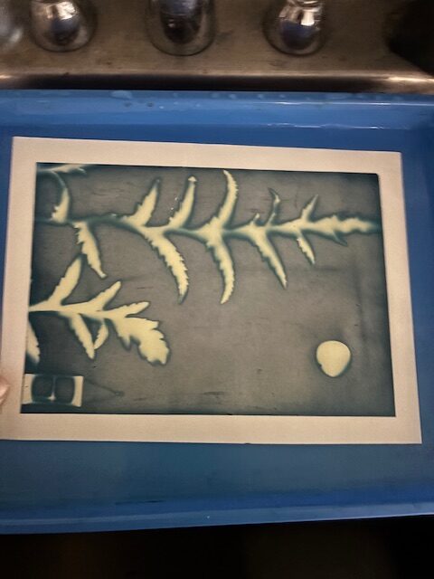 Cyanotype workshop led by Kari Varner, 2025